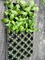 128 plateaux de jeune plante de tomate d'usine de Tray Plastic Seedling Tray Blueberry de cellules de trous